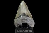 Custom "Megalodon" Display Stand - For Teeth 4 1/2"+ - Photo 3